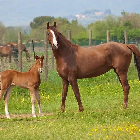 Komote Κατάλυμα σε φάρμα *