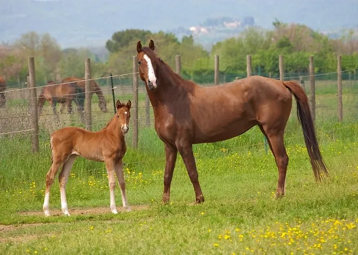Komote Κατάλυμα σε φάρμα *